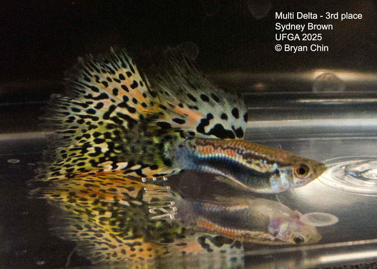 Guppy Muliti color